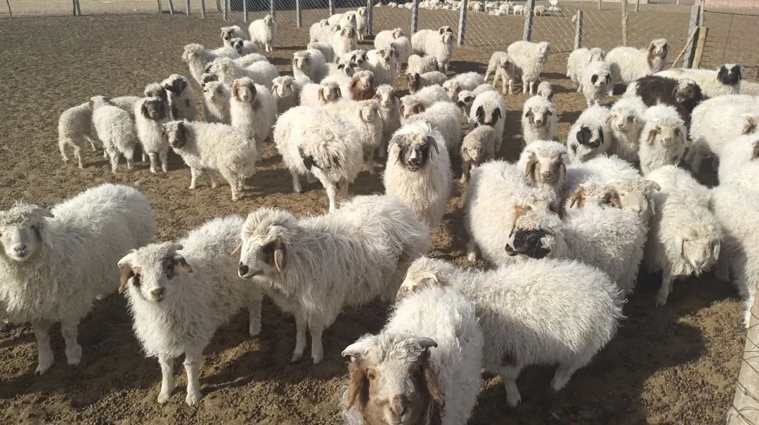 6c1d7c817e20613e5a4e27c849d4c2de_640_wx_fmt=jpeg&wxfrom=5&wx_lazy=1&wx_co=1.jpg 6c1d7c817e20613e5a4e27c849d4c2de_640_wx_fmt=jpeg&wxfrom=5&wx_lazy=1&wx_co=1.jpg