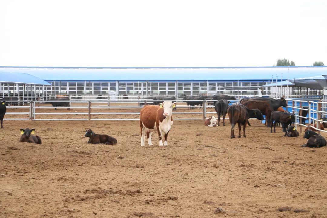 852b2769eb82fb7b332a148f8f6519ee_640_wx_fmt=jpeg&wxfrom=5&wx_lazy=1&wx_co=1.jpg 852b2769eb82fb7b332a148f8f6519ee_640_wx_fmt=jpeg&wxfrom=5&wx_lazy=1&wx_co=1.jpg