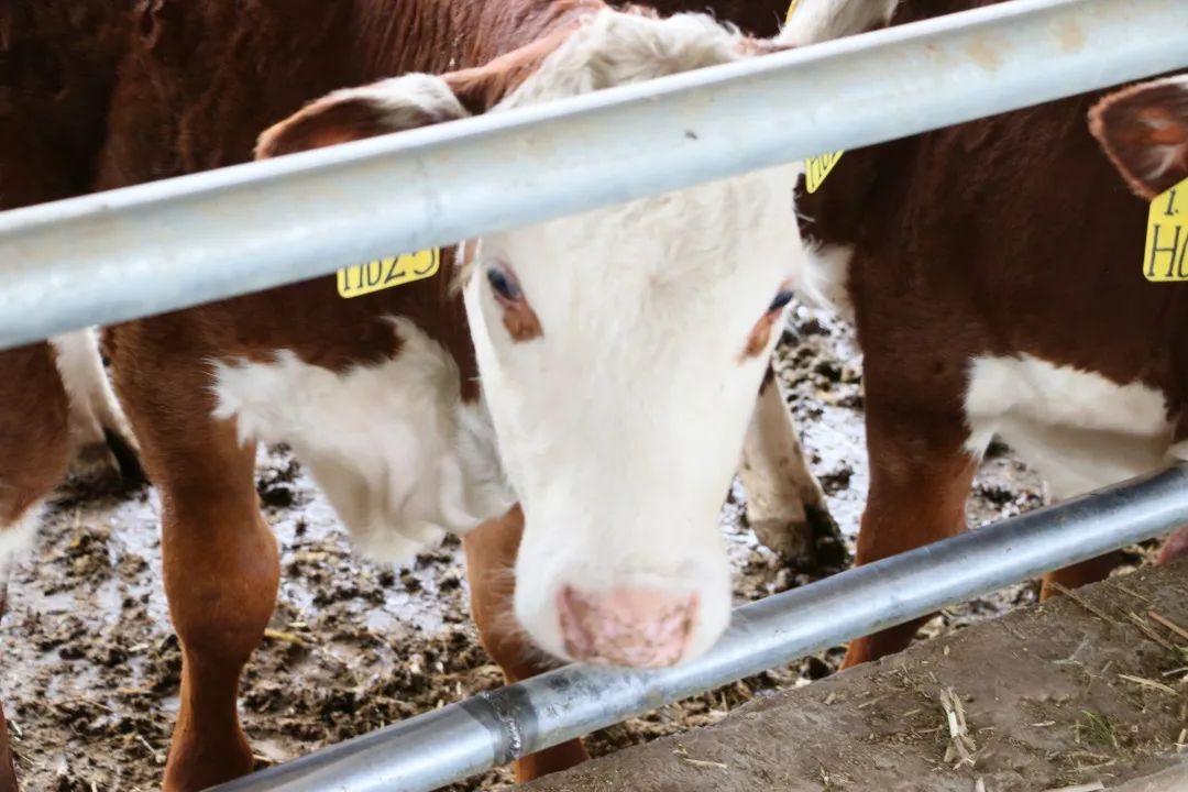 af41d69fdd2ff0833f5e82deddca364b_640_wx_fmt=jpeg&wxfrom=5&wx_lazy=1&wx_co=1.jpg af41d69fdd2ff0833f5e82deddca364b_640_wx_fmt=jpeg&wxfrom=5&wx_lazy=1&wx_co=1.jpg